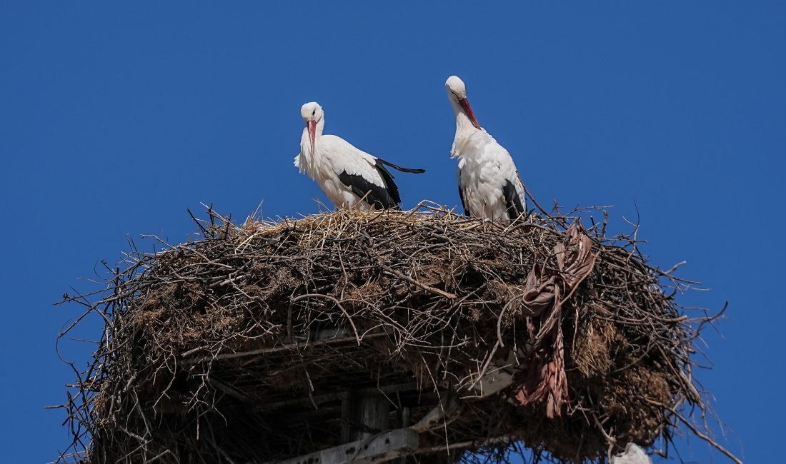Bursa’nın meşhur balıkçısı Adem Yılmaz ile kurduğu dostlukla dünyaya yayılan