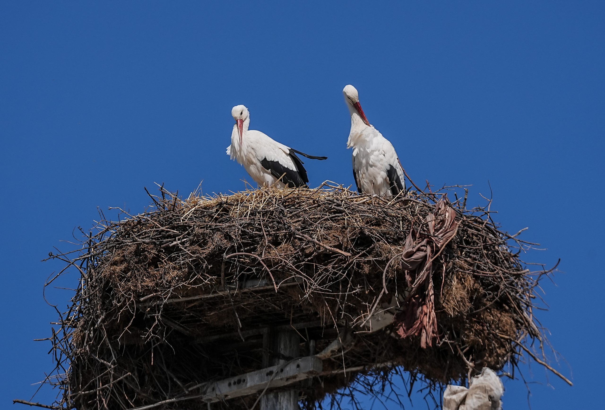 Bursa’nın meşhur balıkçısı Adem Yılmaz ile kurduğu dostlukla dünyaya yayılan