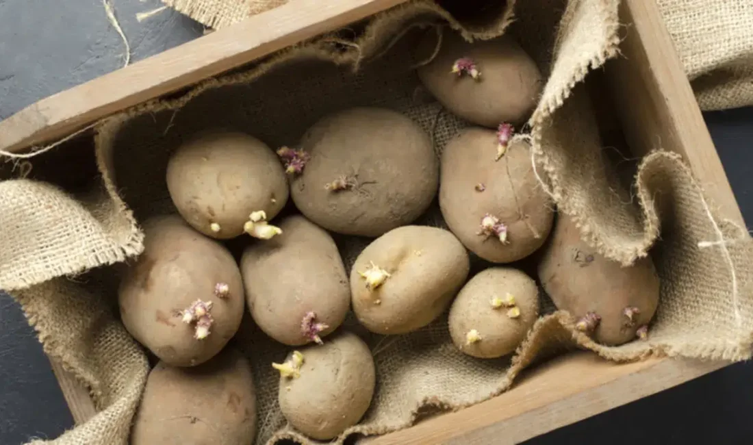 Patateslerinizi doğru şekilde saklamak sadece mutfak bütçenizi korumakla kalmıyor, aynı