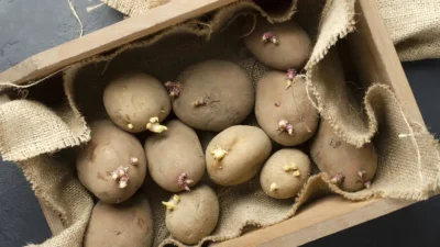 Patateslerinizi doğru şekilde saklamak sadece mutfak bütçenizi korumakla kalmıyor, aynı