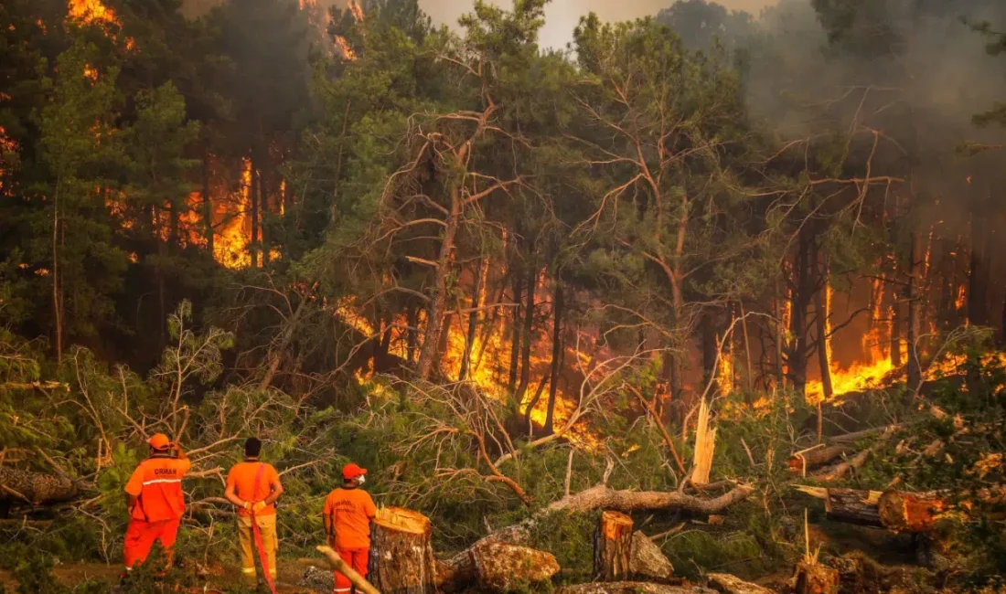 2025 yılı boyunca Türkiye genelinde ciğerlerimizi yakan orman yangınlarının ardındaki