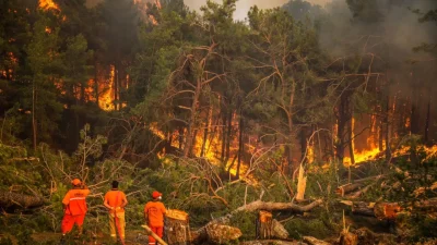 2025 yılına damga vuran ve binlerce hektarlık yeşil alanı küle