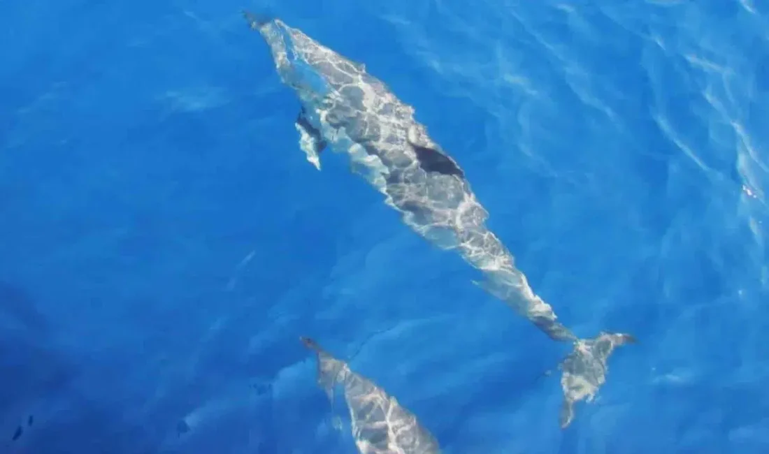 Sinop’un Türkeli ilçesi açıklarında rutin avlanma faaliyetlerini sürdüren balıkçılar, ağlarını
