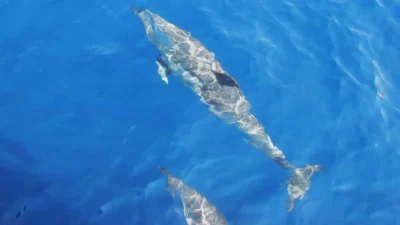 Sinop’un Türkeli ilçesi açıklarında rutin avlanma faaliyetlerini sürdüren balıkçılar, ağlarını