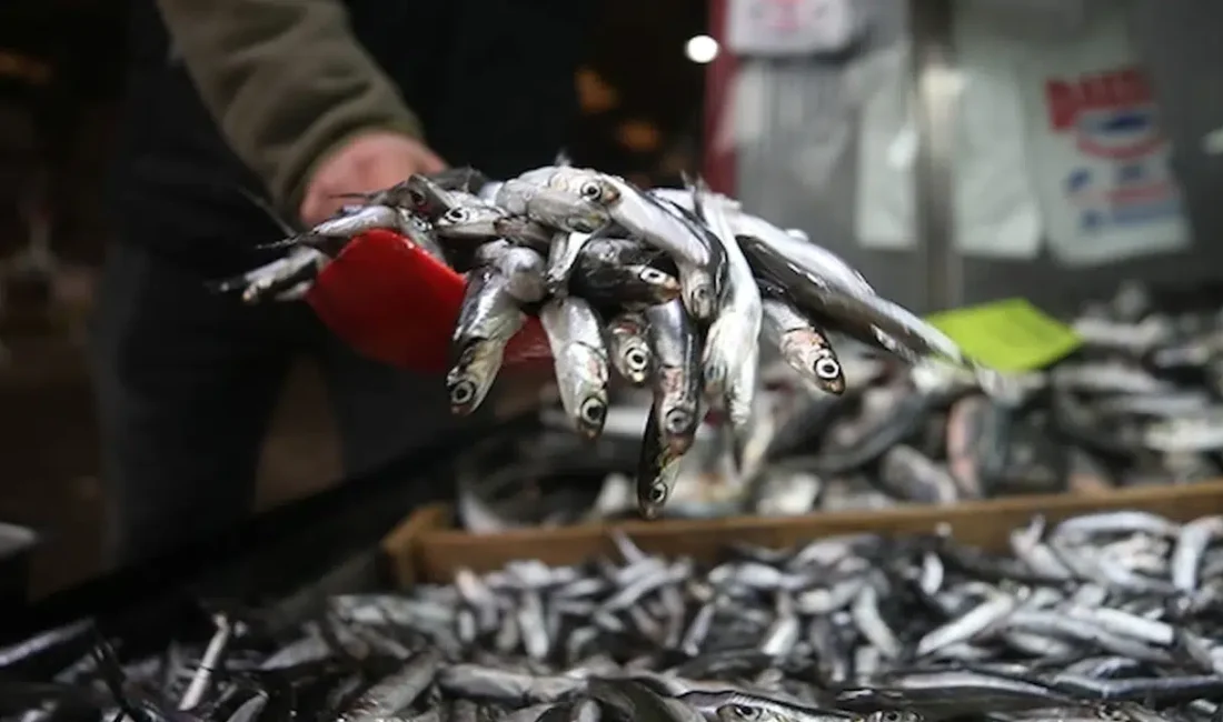 Karadeniz’de av sezonunun başlamasıyla birlikte denizden gelen ilk veriler balıkçıları