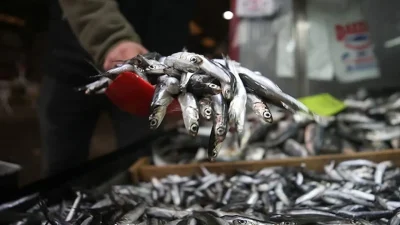 Karadeniz’de av sezonunun başlamasıyla birlikte denizden gelen ilk veriler balıkçıları