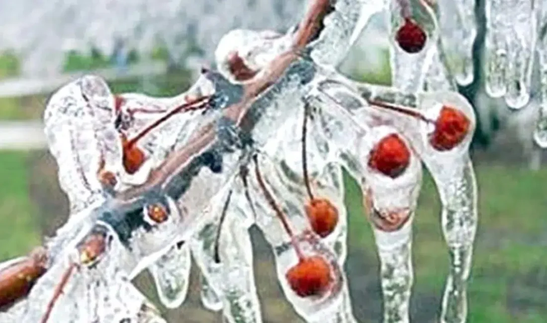 Çorum genelinde hava sıcaklıklarının hissedilir derecede düşmesiyle birlikte zirai don