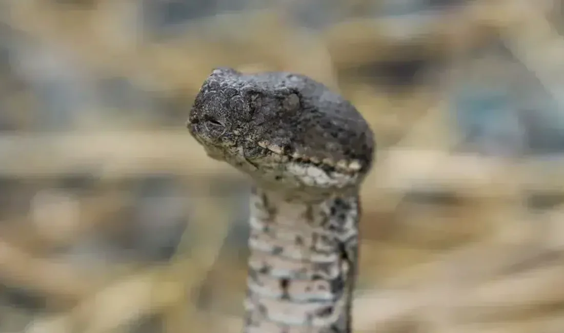 Bolu’da orman işçileri tarafından tesadüfen fark edilen ve kayıt altına