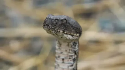Bolu’da orman işçileri tarafından tesadüfen fark edilen ve kayıt altına