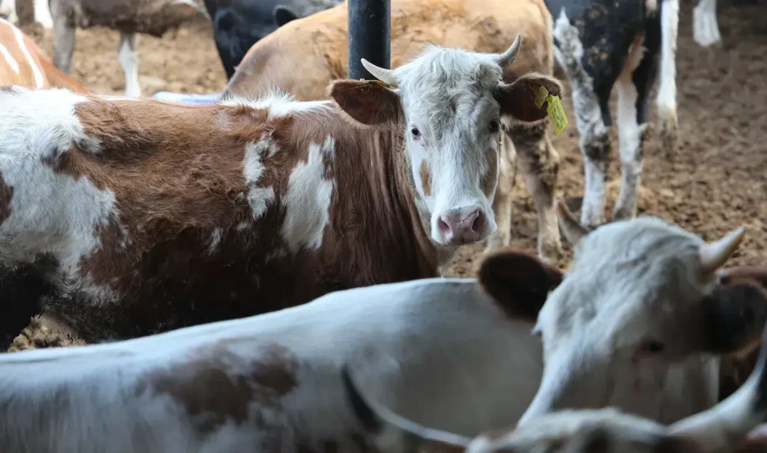 Rekabet Kurulu, özel okulların eğitim, yemek ve kırtasiye kalemlerinde uyguladığı