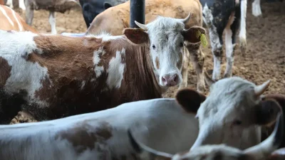 Rekabet Kurulu, özel okulların eğitim, yemek ve kırtasiye kalemlerinde uyguladığı