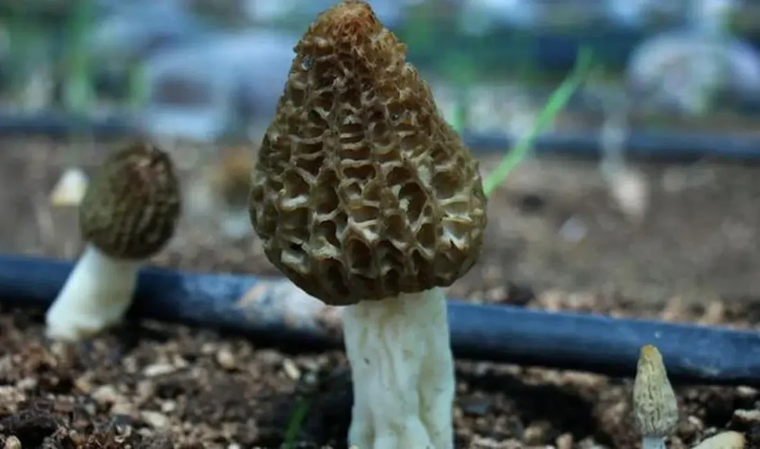 Doğada kendiliğinden yetişen ve “ormanların gizli hazinesi” olarak bilinen kuzugöbeği