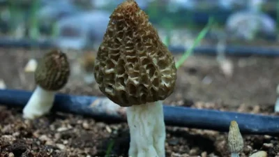 Doğada kendiliğinden yetişen ve “ormanların gizli hazinesi” olarak bilinen kuzugöbeği