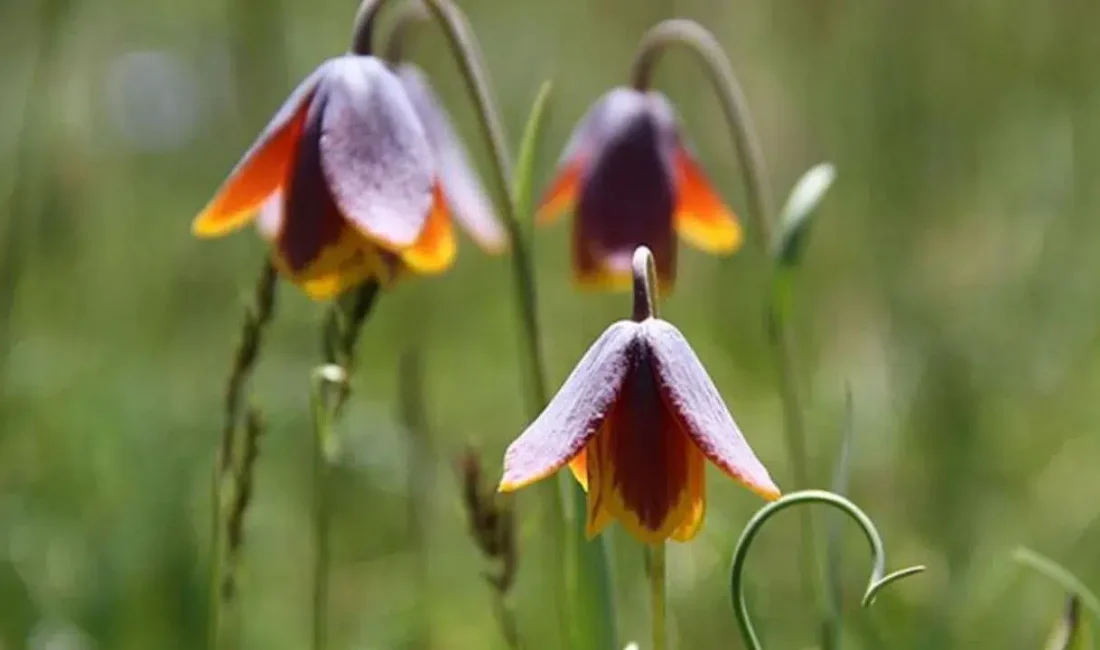 Diyarbakır’ın Çermik ilçesinde baharın habercisi olarak bilinen ve eşsiz güzelliğiyle