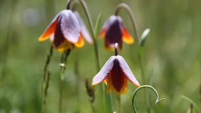 Diyarbakır’ın Çermik ilçesinde baharın habercisi olarak bilinen ve eşsiz güzelliğiyle
