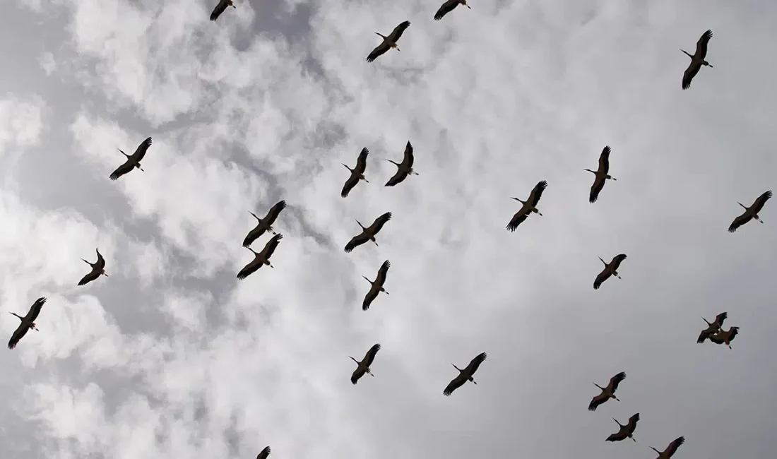 Kırıkkale semalarında süzülen yüzlerce leylek, doğaseverlere unutulmaz anlar yaşatırken akıllara
