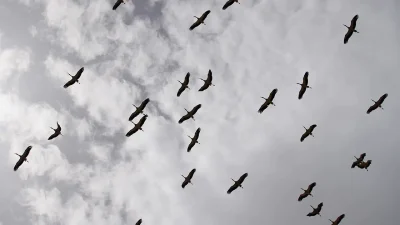 Kırıkkale semalarında süzülen yüzlerce leylek, doğaseverlere unutulmaz anlar yaşatırken akıllara