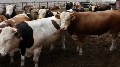 Kurban Bayramı’na sayılı günler kala pazar yerlerinde heyecan doruğa çıkarken