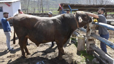 Sivas’ın Kumyurt köyünde yetiştirilen ve tam 1 ton 180 kilogram