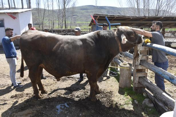 Sivas’ın Kumyurt köyünde yetiştirilen ve tam 1 ton 180 kilogram