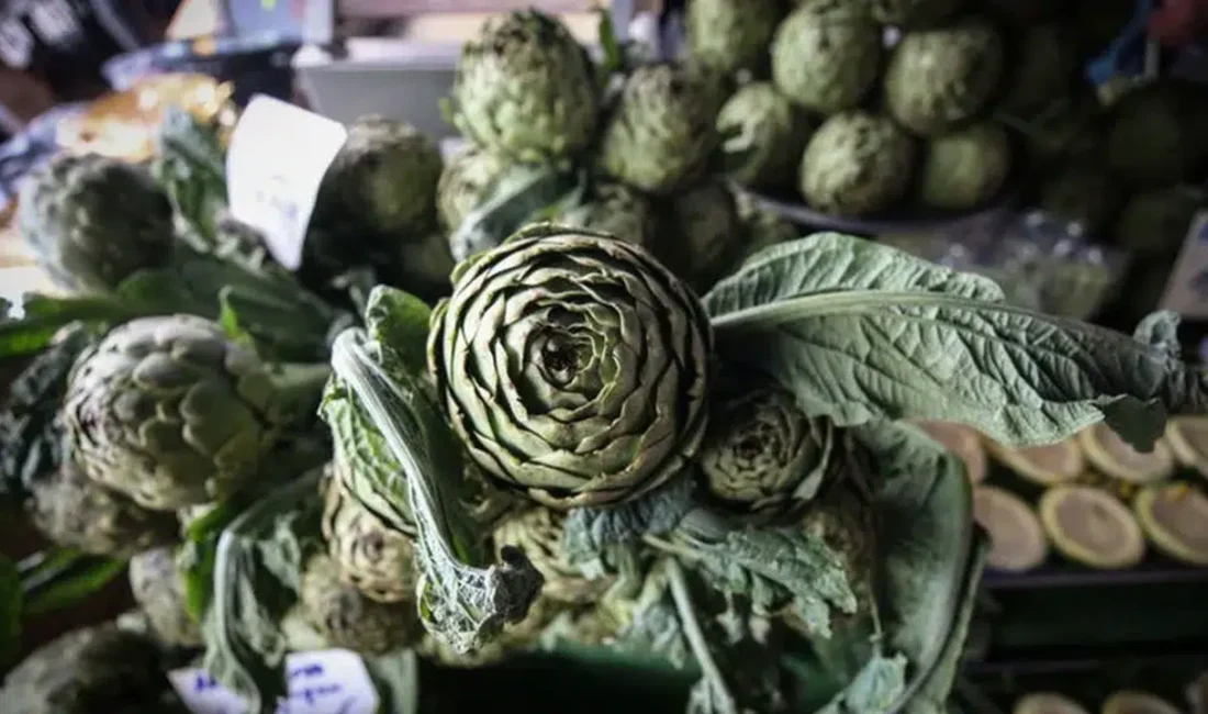 Türkiye’nin enginar üretimindeki lokomotifi İzmir’de tarlalarda büyük bir hareketlilik yaşanıyor.