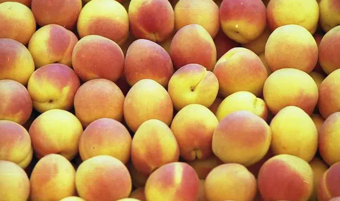 Dünyanın en saygın gastronomi platformlarından biri olan TasteAtlas, 2026 yılının