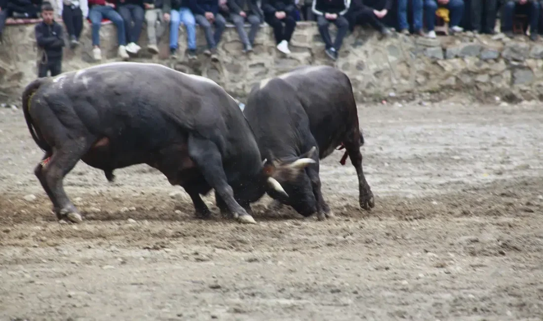 Artvin’in Yusufeli ilçesinde bu yıl 31’incisi düzenlenen geleneksel boğa güreşleri,