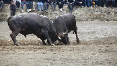 Artvin’in Yusufeli ilçesinde bu yıl 31’incisi düzenlenen geleneksel boğa güreşleri,