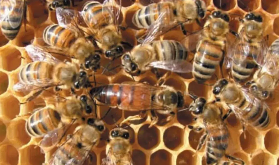 Muğla’nın Datça ilçesinde yüzlerce arının bir anda kovandan kaçarak kenti