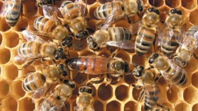 Muğla’nın Datça ilçesinde yüzlerce arının bir anda kovandan kaçarak kenti