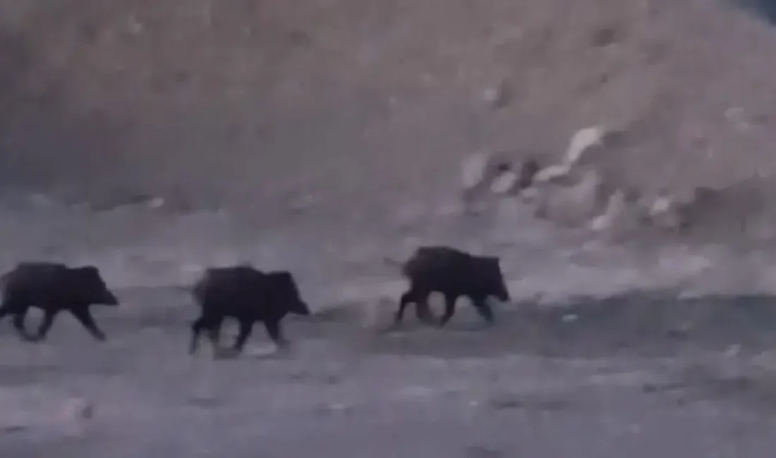 Hakkari’nin Yüksekova ilçesinde akşam saatlerinde ortaya çıkan kalabalık yaban domuzu
