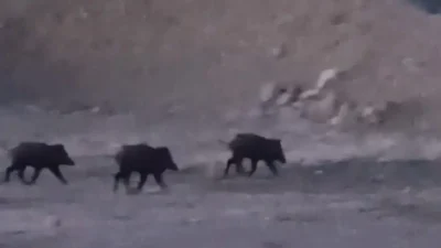 Hakkari’nin Yüksekova ilçesinde akşam saatlerinde ortaya çıkan kalabalık yaban domuzu