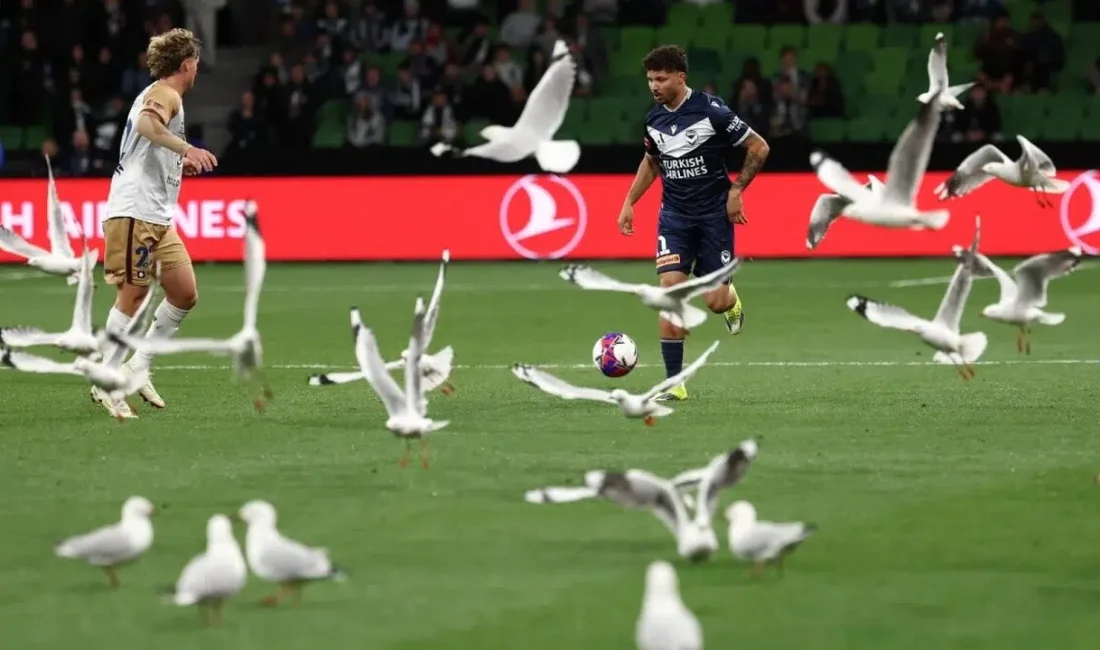 Avustralya A-League’de Melbourne Victory ile Newcastle Jets’i karşı karşıya getiren