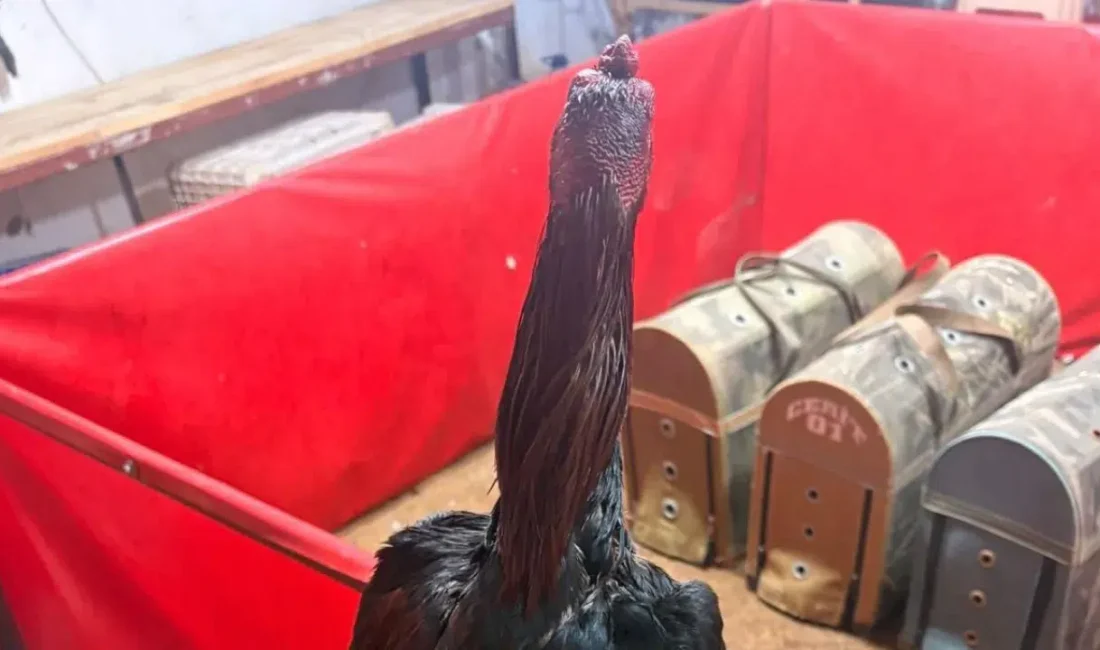 Antalya’nın Alanya ilçesinde jandarma ekiplerinin bir depoya düzenlediği şafak baskınıyla