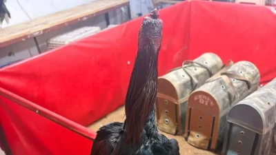 Antalya’nın Alanya ilçesinde jandarma ekiplerinin bir depoya düzenlediği şafak baskınıyla