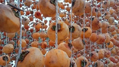 Türkiye’nin Trabzon hurması üretimindeki küresel yükselişi komşu ülke Azerbaycan için