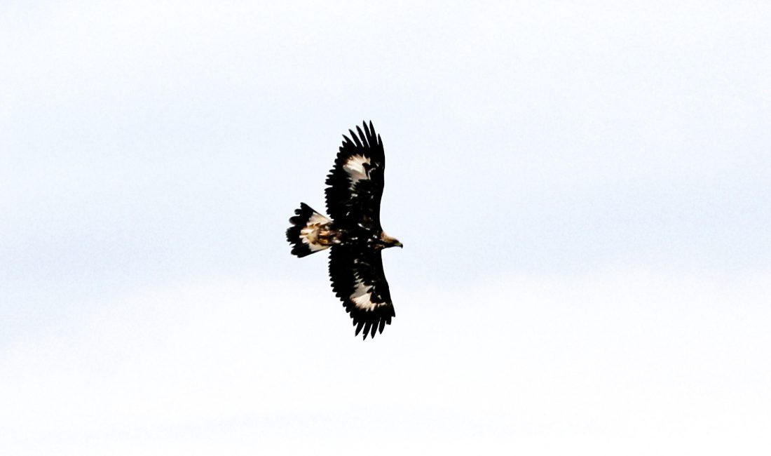 Iğdır’ın sarp kayalıklarında görüntülenen ve gökyüzünün en hızlı avcılarından biri