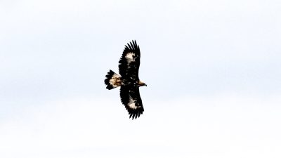 Iğdır’ın sarp kayalıklarında görüntülenen ve gökyüzünün en hızlı avcılarından biri