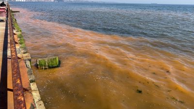 Tekirdağ’da Marmara Denizi kıyılarında görülen turuncu renkli tabaka vatandaşları şaşırttı.