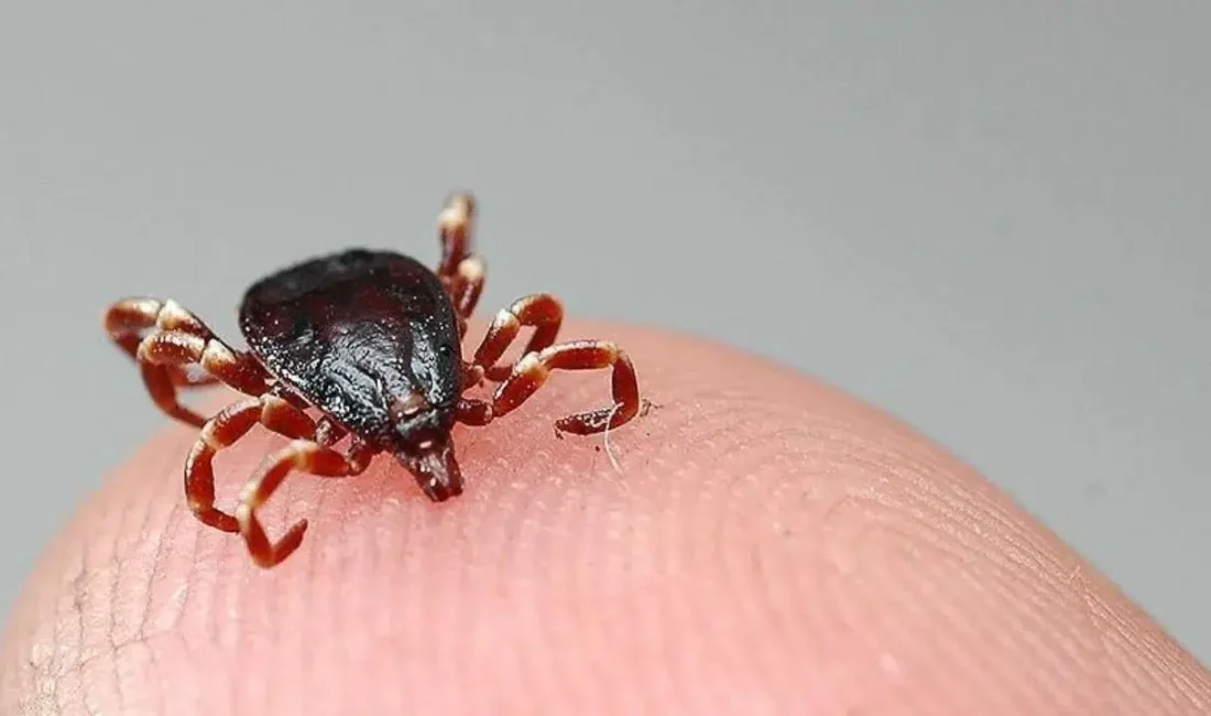 Tokat’ın Zile ilçesinde kene yapışması sonucu hastaneye kaldırılan ve günlerdir