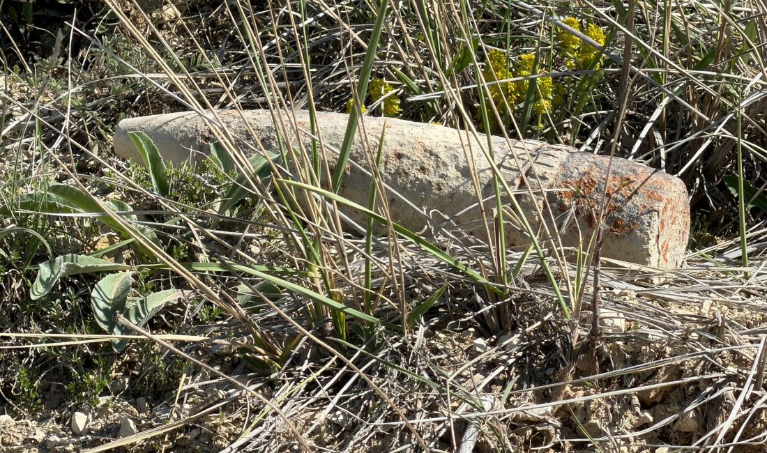 Ankara’nın Ayaş ilçesinde mantar toplamak için araziye çıkan bir vatandaşın,
