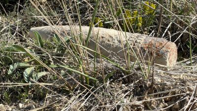 Ankara’nın Ayaş ilçesinde mantar toplamak için araziye çıkan bir vatandaşın,