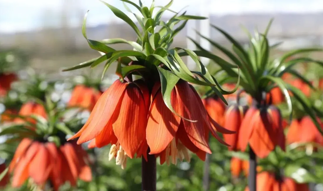 Erzincan, doğanın en nadide parçalarından biri olan ters lalelerin dünyadaki