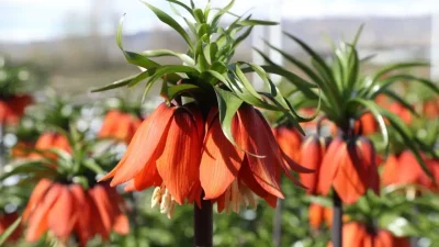 Türkiye’nin biyolojik çeşitliliğini tek bir noktada buluşturan Erzincan’daki Ters Lale