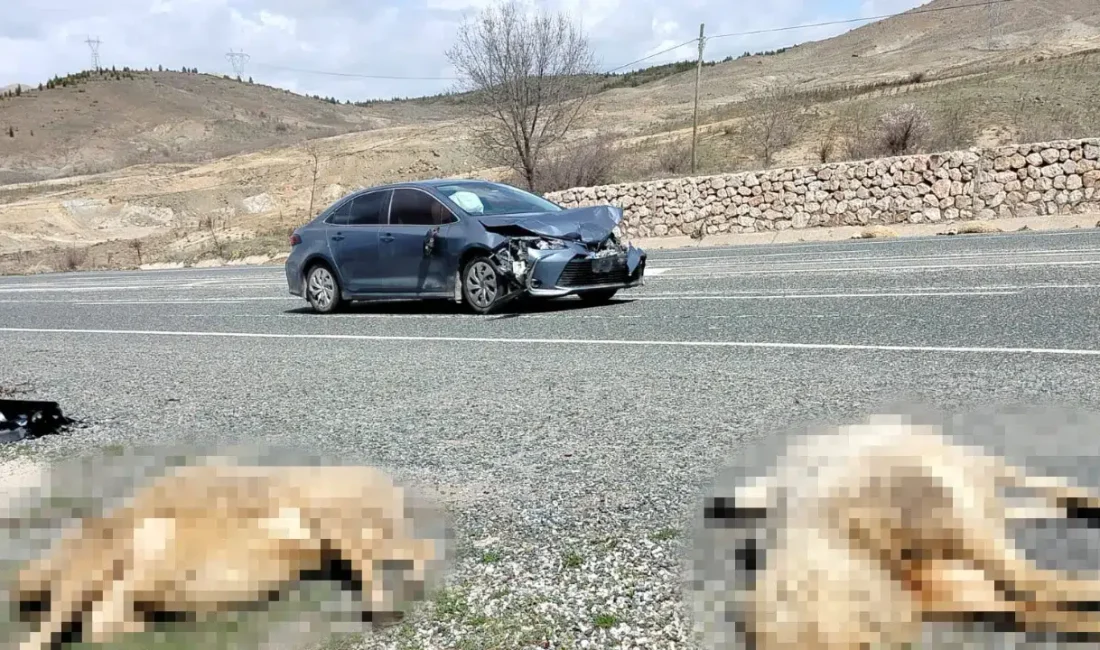 Elazığ’da seyir halindeki bir otomobilin yola aniden çıkan koyun sürüsüne