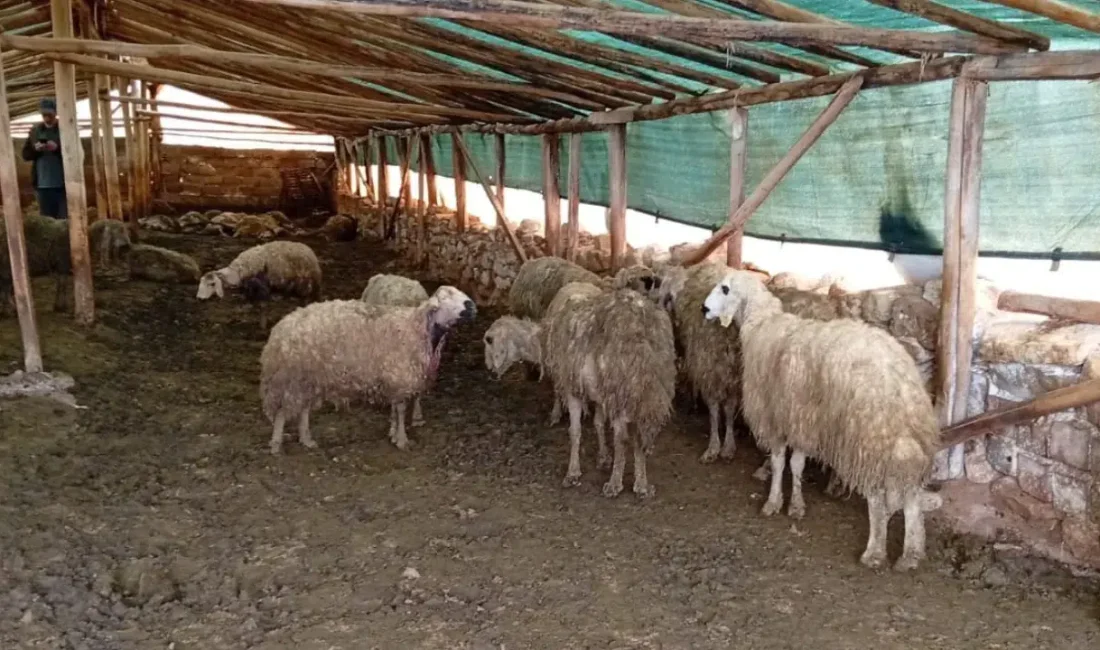 Malatya’nın Arguvan ilçesinde gece karanlığından faydalanarak bir ağıla sızan kurt,