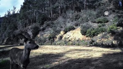 Tekirdağ’ın doğal güzellikleriyle ünlü Ganos Dağı eteklerinde kurulan fotokapanlar, bölgedeki