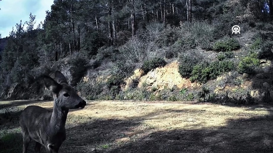 Tekirdağ’ın doğal güzellikleriyle ünlü Ganos Dağı eteklerinde kurulan fotokapanlar, bölgedeki