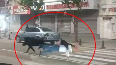 Batman’da gece saatlerinde sokaklara inen yaban domuzu dehşet saçtı. Şehrin