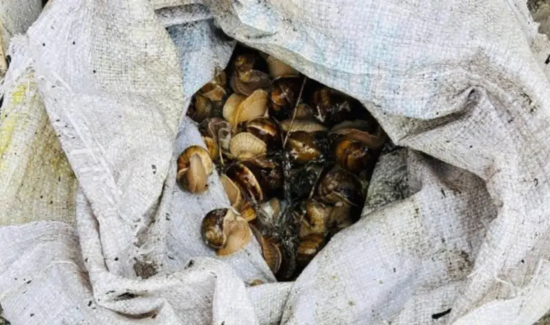 Bolu’da devriye gezen jandarma ekiplerinin dikkati sayesinde ortaya çıkarılan olayda,